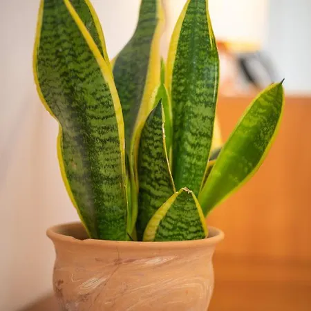 Seaview Ploce * Dubrovnik