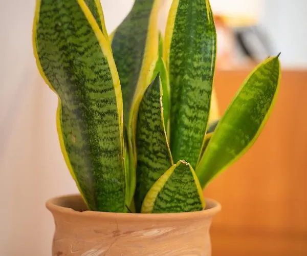 Seaview Ploce * 杜布罗夫尼克